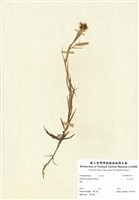 藏品(玉山石竹)的圖片